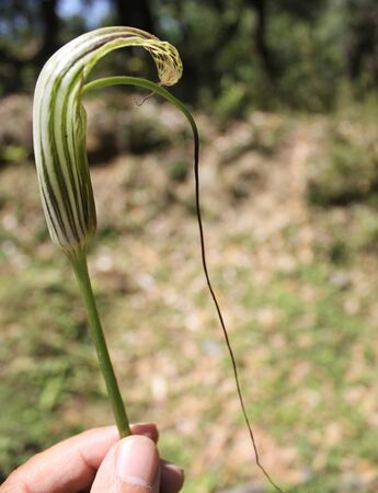Arisaema propinquum, Wallich`s Cobra Lily, perennial herb with usually 2 leaves each with 3 broad leaflets, purple spathe with green stripes and with tail like tipの写真素材