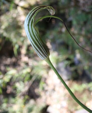 Arisaema propinquum, Wallich`s Cobra Lily, perennial herb with usually 2 leaves each with 3 broad leaflets, purple spathe with green stripes and with tail like tipの写真素材
