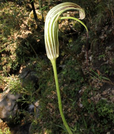 Arisaema propinquum, Wallich`s Cobra Lily, perennial herb with usually 2 leaves each with 3 broad leaflets, purple spathe with green stripes and with tail like tipの写真素材