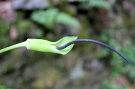 Arisaema tortuosum, Whipcord Cobra Lily, perennial herb with 2 pedate leaves and green spathe striped and broadened above, spadix prolonged beyond spathe into whip-like black tailの写真素材