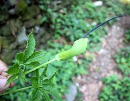 Arisaema tortuosum, Whipcord Cobra Lily, perennial herb with 2 pedate leaves and green spathe striped and broadened above, spadix prolonged beyond spathe into whip-like black tailの写真素材
