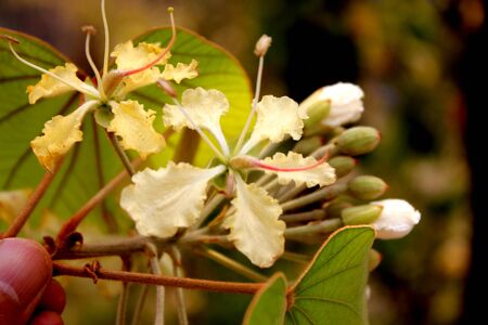 Bauhinia vahlii, Maloo Creeper,  Phanera vahlii, woody climber with large two lobed leaves and white flowers in clusters, turning yellw with age.の写真素材