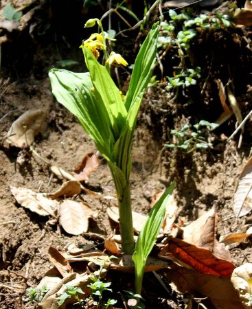 Calanthe tricarinata, Monkey Orchid, perennial herb from Himalayas with pseudobulbs, 2-3 sheathing leaves and monkey faced greenish yellow flowers with large reddish-brown labellum.の写真素材