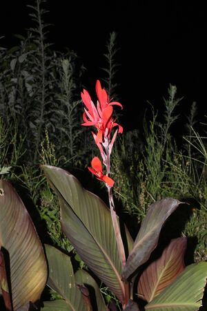 Canna indica, Indian Shot, rhizomatous perennial herb with broad sheathing leaves and red flowers with oblong petals in terminal spikesの写真素材