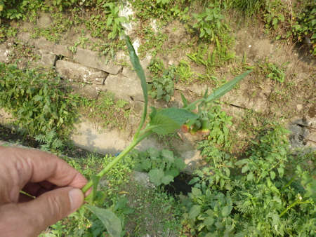 Crassocephalum crepidioides, Ebolo, Fireweed, tall annual herb with mucilaginous leaves and pinkish red discoid heads, stems and leaves eaten as vegetableの写真素材