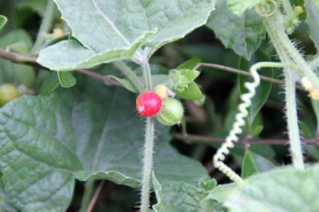 Madras Pea Pumpkin, Bristly bryony, Cucumis maderaspatanus, Bristly climbing herb with triangular ovate leaves, small yellow flowers and globose about 1 cm berries turning red when ripe.の写真素材