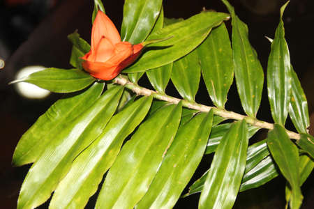 Climbing freycinetia, Climbing pandanus, Freycinetia cumingiana, evergreen climbing vine with two ranked alternate amplexicaul leaves and orange unisexual flowers.の写真素材