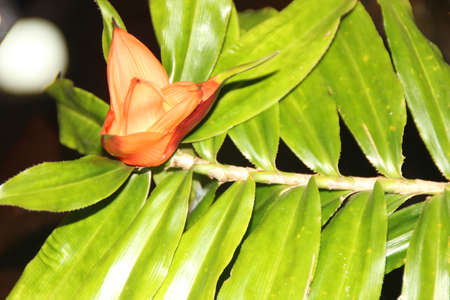 Climbing freycinetia, Climbing pandanus, Freycinetia cumingiana, evergreen climbing vine with two ranked alternate amplexicaul leaves and orange unisexual flowers.の写真素材