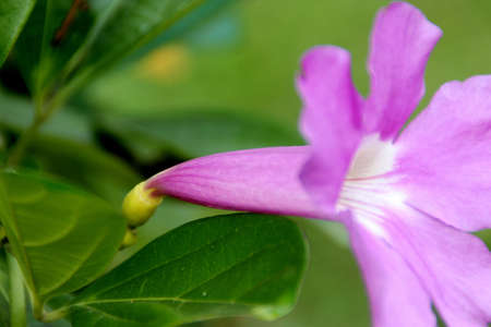 Glow Vine, Purple Bignonia, Bignonia magnifica, evergreen woody climber with tendrils, opposite bi- to tri-foliate leaves and purple flowers with white throat.の写真素材