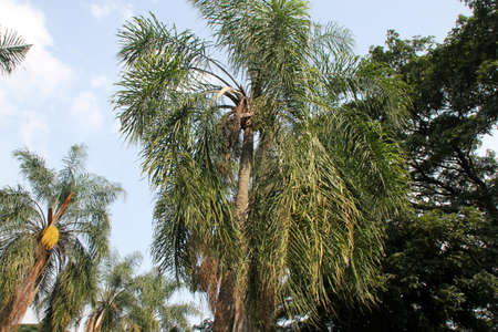 Queen Palm, Syagrus romanzoffiana also known as Cocos plumosa, palm native of Brazil with pinnate compound arching leaves, pendulous branched inflorescence and yellow to orange fruits.の写真素材