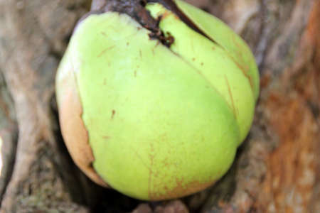 Elephant apple, Dillenia indica, tropical fruit tree or shrub with up to 35 cm long leaves, large white flowers with yellow stamens and large rounded greenish yellow edible fruits.の写真素材