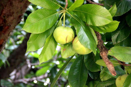 Elephant apple, Dillenia indica, tropical fruit tree or shrub with up to 35 cm long leaves, large...