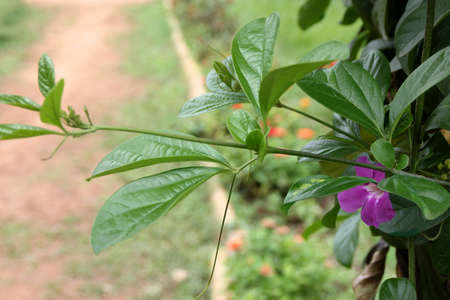 Glow Vine, Purple Bignonia, Bignonia magnifica, evergreen woody climber with tendrils, opposite bi- to tri-foliate leaves and purple flowers with white throat.の写真素材