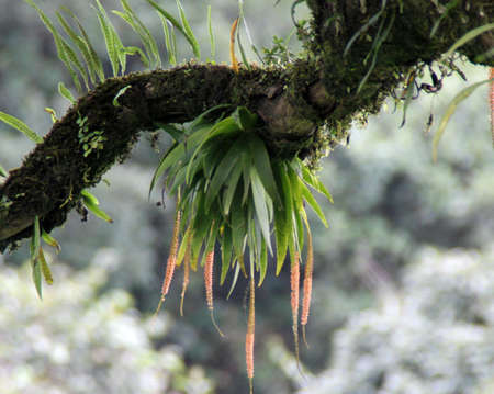 Chandrasekharan`s Oberonia, Oberonia chandrasekharanii, small orchid living on trees, with dagger like leaves and drooping spikes of greenish yellow small flowers.の写真素材
