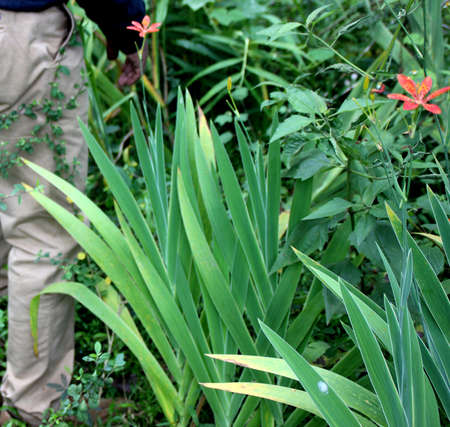 Leopard lily, Blackberry lily, Pardanthus chinensis also known as Iris domestica, perennial herb with linear leaves and orange red spotted flowers.の写真素材