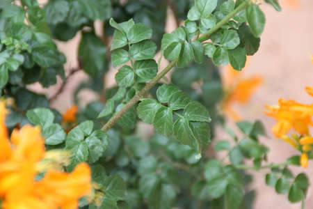 Cape Honeysuckle, Tecoma capensis, scrambling shrub with pinnate compound leaves with serrate leaflets and orange to orange-red tubular flowers in terminal clustersの写真素材