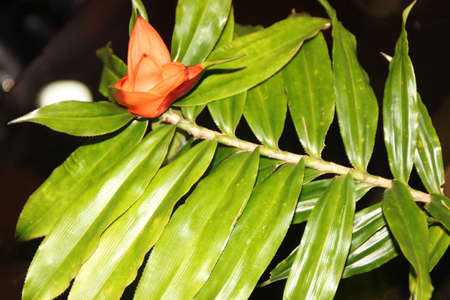 Climbing freycinetia, Climbing pandanus, Freycinetia cumingiana, evergreen climbing vine with two ranked alternate amplexicaul leaves and orange unisexual flowers.の写真素材