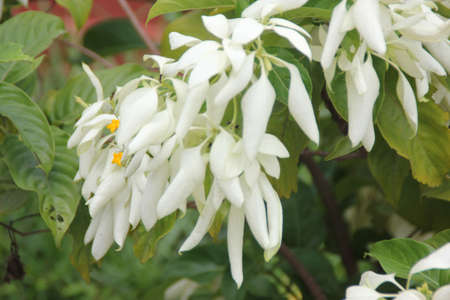 Mussanda philippica `Aurorae`, White Mussaenda, Tropical Dogwood, tropical shrub with large elliptic ovate leaves and small orange yellow flowers with five greatly enlarged white sepalsの写真素材