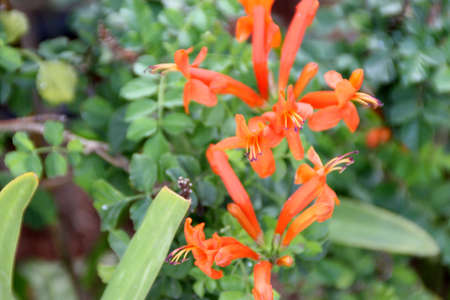 Cape Honeysuckle, Tecoma capensis, scrambling shrub with pinnate compound leaves with serrate leaflets and orange to orange-red tubular flowers in terminal clustersの写真素材