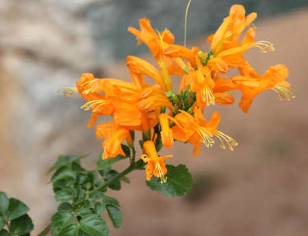 Cape Honeysuckle, Tecoma capensis, scrambling shrub with pinnate compound leaves with serrate leaflets and orange to orange-red tubular flowers in terminal clustersの写真素材