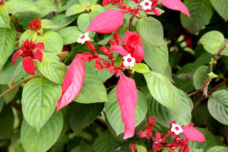 Ashanti blood, Red flag bush, Mussaenda erythrophylla, evergreen shrub with ovate leaves and crimson to red showy bracts, flowers small and white.の写真素材
