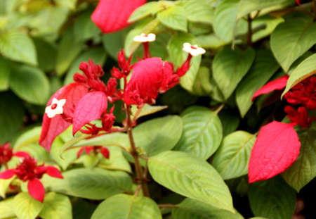 Ashanti blood, Red flag bush, Mussaenda erythrophylla, evergreen shrub with ovate leaves and crimson to red showy bracts, flowers small and white.の写真素材