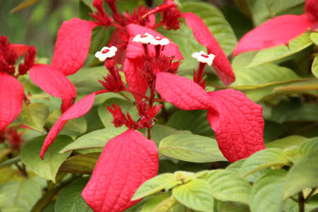Ashanti blood, Red flag bush, Mussaenda erythrophylla, evergreen shrub with ovate leaves and crimson to red showy bracts, flowers small and white.の写真素材