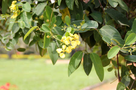 Monarch Amazonvine, Stigmaphyllon emarginatum, twining shrub with elliptic oblong slightly cordate lwaves and yellow flowers with four larger petals and one smaller one.の写真素材