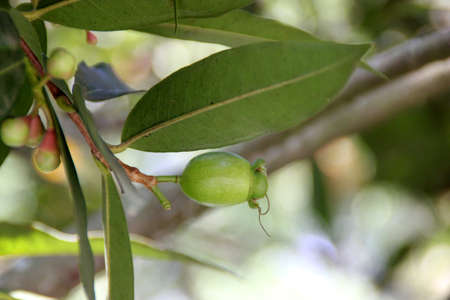Malabar Plum, Mountain Apple. Syzygium jambos, small tree with lanceolate glossy leaves, small greenish white flowers in terminal clusters and fleshy edible fruit with one to two seeds.の写真素材