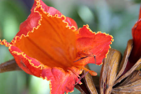 Spathodea campanulata, African tulip tree, Fountain tree, Nandi flame, ornamental tree with orange-red bell shaped flowers, flower buds ampule shaped and carry water.の写真素材