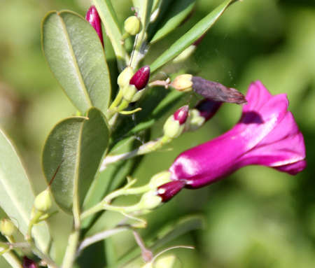 Purple morning glory, Mahalungi, Argyreia cuneata, climbing shrub with obovate leaves with cuneate base and purple nearly tubular flowersの写真素材