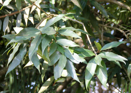 Malabar Plum, Mountain Apple. Syzygium jambos, small tree with lanceolate glossy leaves, small greenish white flowers in terminal clusters and fleshy edible fruit with one to two seeds.の写真素材