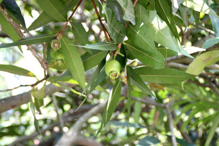 Malabar Plum, Mountain Apple. Syzygium jambos, small tree with lanceolate glossy leaves, small greenish white flowers in terminal clusters and fleshy edible fruit with one to two seeds.の写真素材