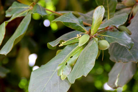 Chebulic myrobalan, Black myrobalan, Terminalia chebula, large deciduous tree with alternate to subopposite elliptic-oblong leaves, dull white to yellow flowers and black up to 5 cm long black fruit.の写真素材