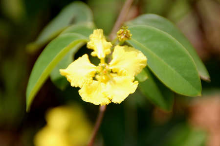 Monarch Amazonvine, Stigmaphyllon emarginatum, twining shrub with elliptic oblong slightly cordate lwaves and yellow flowers with four larger petals and one smaller one.の写真素材