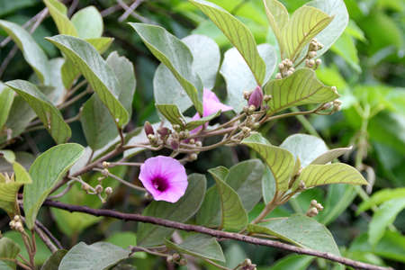 Oval Leaved Silverweed, Argyreia elliptica, Woody ornamental vine with elliptic-ovate to obovate leaves and rose to pink coloured funnel shaped flowers in clusters.の写真素材