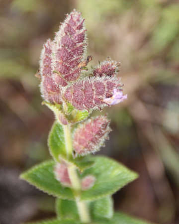 Mal Karvy, Strobilanthes sessilis var. ritchei , subshrub with ovate to lanceolate hairy leaves and purple flowers in strobiloid axillary or terminal spikesの写真素材