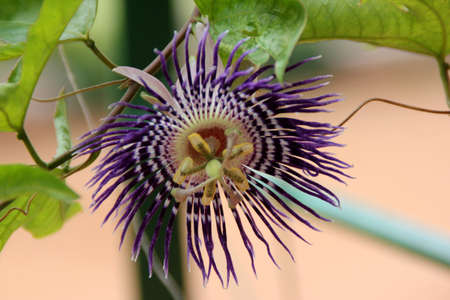 Soi Fah Passion Flower, Passiflora âSoi Fahâ , fast growing perennial vine with 3-5 lobed leaves and 5-7 cm across beautiful flowers with purple and white filaments.の写真素材