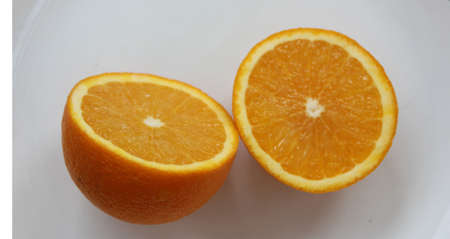 Malta, Citrus sinensis, a popular fruit grown in Foothills of NW Himalayas with globose orange fruit with orange-yellow pulp, sweet and deliciousの写真素材