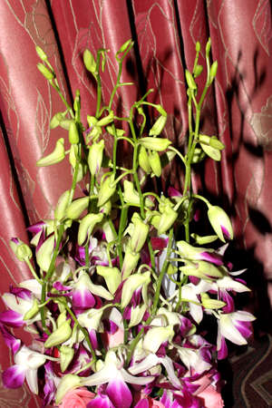 Dendrobium sonia, hybrid orchid with Dendrobium Caesar and Dendrobium Tomie Drake as parents, commonly used in cut flower bouquets.の写真素材