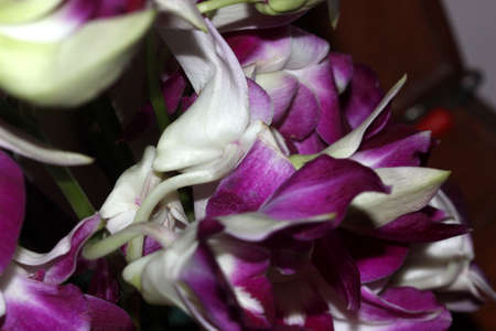 Dendrobium sonia, hybrid orchid with Dendrobium Caesar and Dendrobium Tomie Drake  as parents, commonly used in cut flower bouquets.の写真素材
