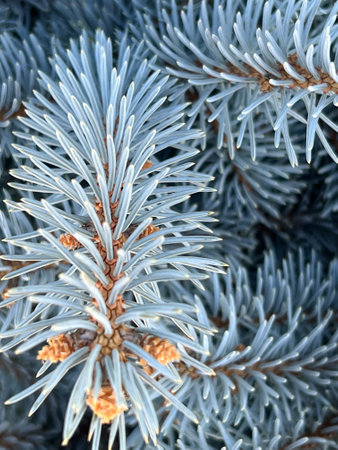 Blue Colorado Spruce, Picea pungens `Glauca`, dense bushy evergreen conifer with slightly curved...