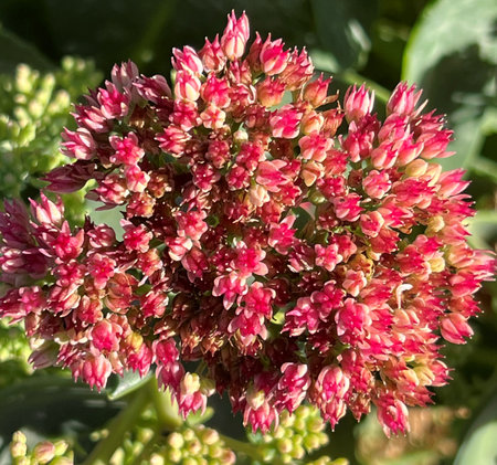 Butterfly Stonecrop, Ice Plant, Hylotelephium spectabile, popular ornamental with succulent stems, star-shaped pink flowers in terminal clusters, grown in decorative beds and rockの写真素材