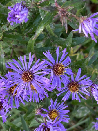 New England Aster, Symphiotrichum novae-angliae, purple flowering perennial herb, native to moist meadows, prairies, and woodlands of eastern North America, often grown as ornamentの写真素材