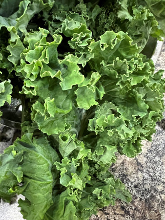 Curly Kale, Brassica oleracea var. acephala, dark green leaves with curly edges and tough stems, used in salads massaged with citrus or cooked.の写真素材