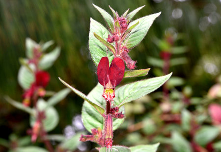 Cuphea nudicostata `Wine Red`, also known as  C nelsonii `Wine Red` Nelson`s Bat-Faced Cuphea, shrub with red hairs, tubular flowers with usually two large mouse-ear like petals.の写真素材