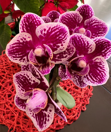 Phalaenopsis `Chian Xen Diamond`, hybrid cultivar from parents `Golden Peoker` `Judy Valentine`, with sturdy stalks bearing magenta to purple flowers with white patches and spots.の写真素材