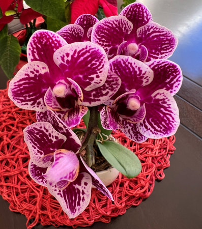 Phalaenopsis `Chian Xen Diamond`, hybrid cultivar from parents `Golden Peoker` `Judy Valentine`, with sturdy stalks bearing magenta to purple flowers with white patches and spots.の写真素材