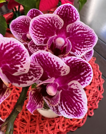 Phalaenopsis `Chian Xen Diamond`, hybrid cultivar from parents `Golden Peoker` `Judy Valentine`, with sturdy stalks bearing magenta to purple flowers with white patches and spots.の写真素材