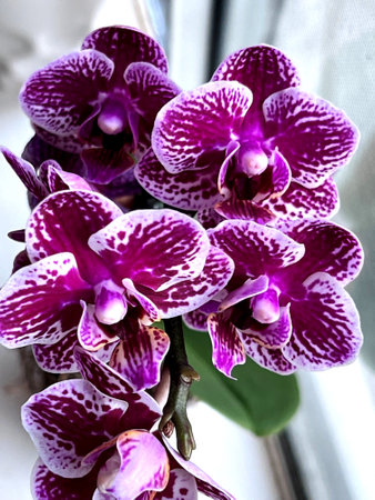 Phalaenopsis `Chian Xen Diamond`, hybrid cultivar from parents `Golden Peoker` `Judy Valentine`, with sturdy stalks bearing magenta to purple flowers with white patches and spots.の写真素材